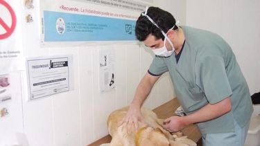 Funcionamiento del quirófano móvil para animales en Chimbas