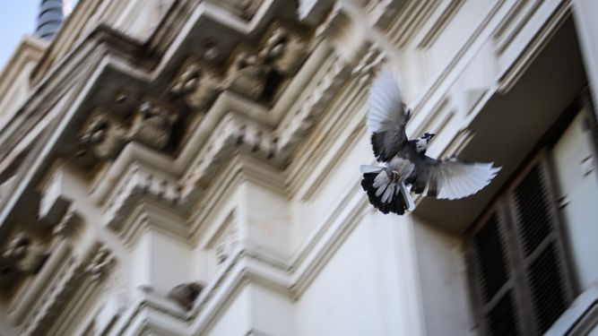 En la búsqueda de controlar la invasión de palomas en las cercanías del Hospital Rawson, Ambiente liberará gavilanes rescatados.
