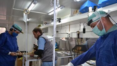 El Quirófano Móvil de mascotas llega a Pocito