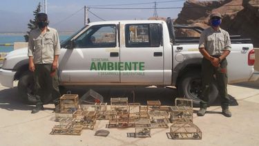 En solo un fin de semana, Ambiente rescató 19 aves