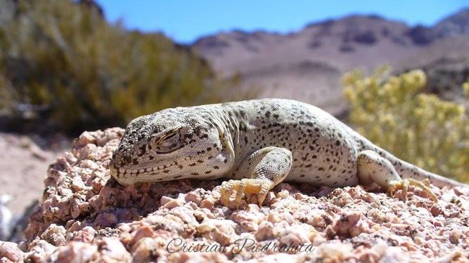 Piedra libre a la flora y fauna de San Juan Piedra libre a la flora y fauna de San Juan