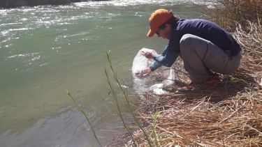 Río Calingasta: Ambiente decidió prohibir la pesca por un año
