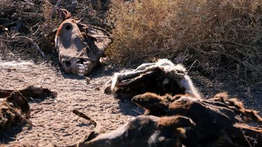 Macabro hallazgo en 9 de Julio: utilizan un descampado para arrojar restos de caballos faenados Macabro hallazgo en 9 de Julio: utilizan un descampado para arrojar restos de caballos faenados