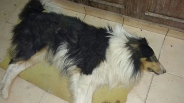 Tristeza: murió Balto, el perro atropellado dentro de su casa