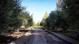 Acuerdo Mercosur-UE: las dos preocupaciones que inquietan a la olivicultura de San Juan Acuerdo Mercosur-UE: las dos preocupaciones que inquietan a la olivicultura de San Juan