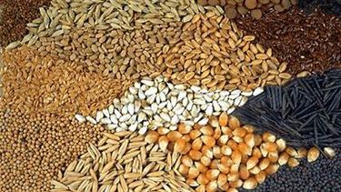 Iglesia: Prevén inaugurar en marzo la Planta Procesadora de Semillas