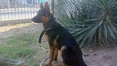 Draco es el nombre el pastor alemán que busca con desesperación una sanjuanina.