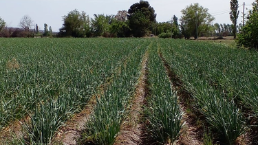 San Juan usará efluentes cloacales para regar: las claves del novedoso sistema que ya es ley