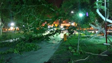 Viento furioso: más de 90km/h, usuarios sin luz y árboles caídos en todo el gran San Juan