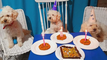 El perricumple sanjuanino que es furor en las redes