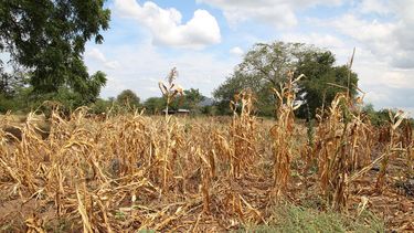 Sequía: alarma por una hambruna global