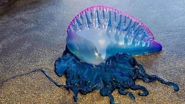 La presencia de la peligrosa fragata portuguesa ha puesto en jaque a las playas de Chile