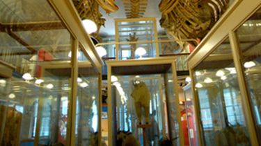 San Juan pedirá a Harvard los fósiles de Ischigualasto