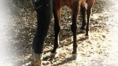 ¿Por qué te uniste al Carrusel?