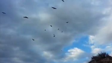 Video: impresionantes imágenes de cóndores que sobrevuelan Calingasta