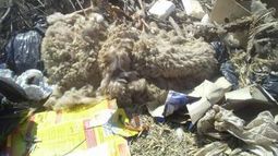 Se hacen brujerías con restos animales cerca del Faunístico