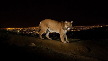 Un puma causa temor en Iglesia y las autoridades buscan capturarlo. Imagen: Actualidad Jachallera.
