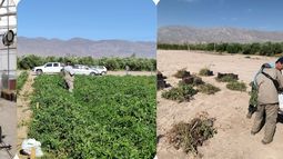 Un biofertilizante peletizado desarrollado en San Juan con residuos del Parque Ambiental Un biofertilizante peletizado desarrollado en San Juan con residuos del Parque Ambiental