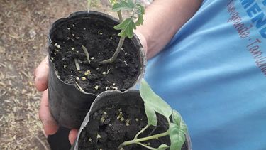 Alternativa ecológica en El Encón: cambian botellas por plantas de tomate y albahaca