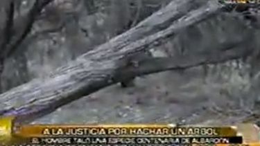 Taló un árbol centenario y lo denunciaron