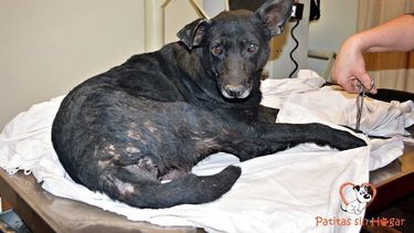 Echaron al chofer que aplastó a los cachorros y el municipio aportará para curar a la mamá