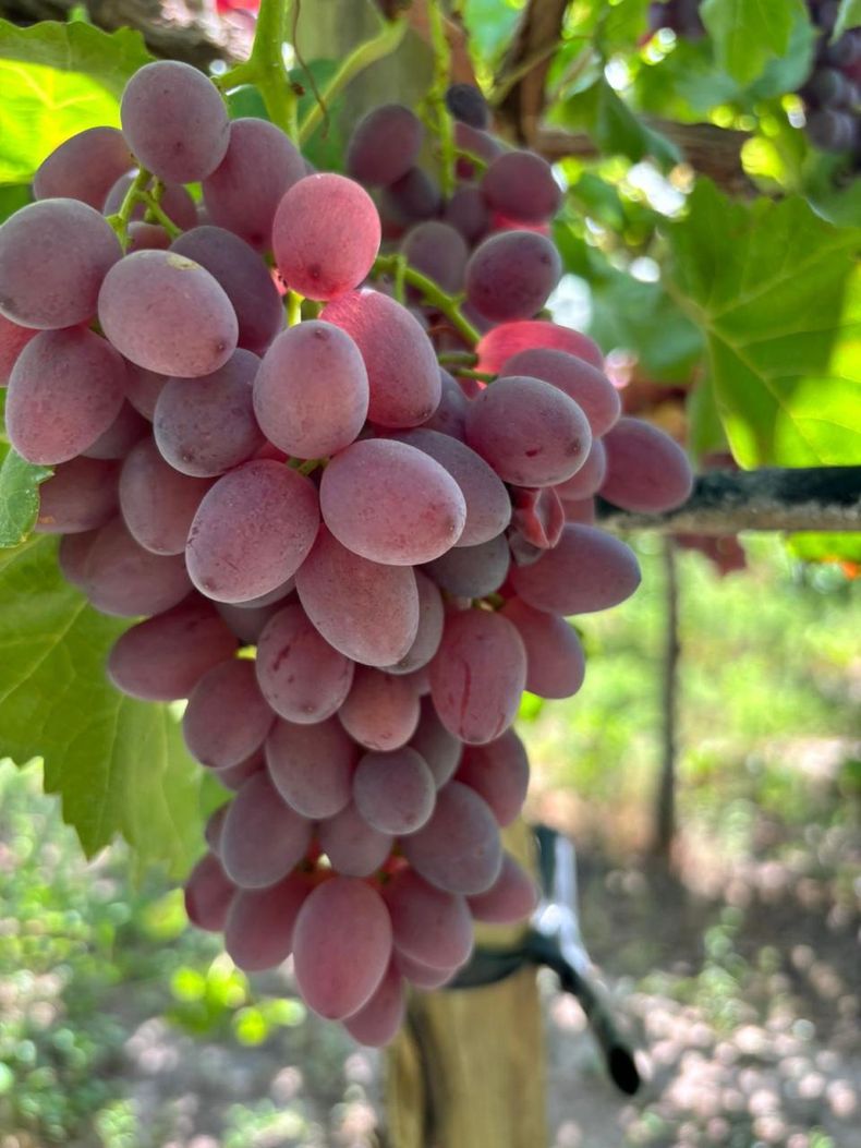 El INTA impulsa 9 nuevas uvas sin semilla y ya exporta tecnología a Australia