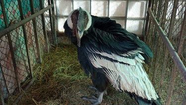 Conocé a Misqui, el cóndor sanjuanino que volverá a volar en una particular fecha