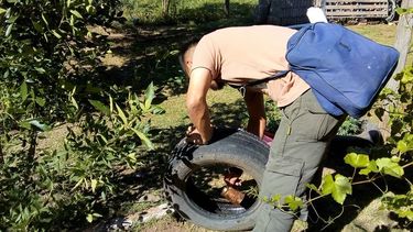 Qué pasó con el dengue en San Juan, la otra peste que encendió alarmas este año