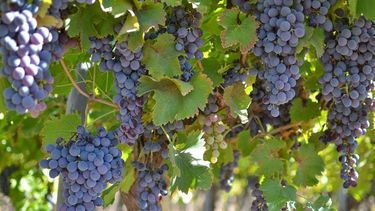 Taller abierto sobre residuos agroquímicos