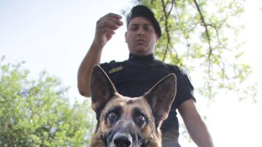 Los perros policías de San Juan, uno por uno
