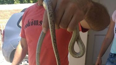 Sanjuanino se subió al auto y encontró ¡una serpiente!