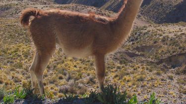 Secuestran 70 kilos de carne de guanaco y tres suris cordilleranos vivos