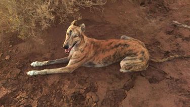 Realizaron una campaña para reducir la depredación de flora y fauna en San Juan