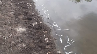 En las redes sociales trascendieron las imágenes tomadas por los vecinos que advirtieron la presencia de peces muertos en el Dique San Agustín, en Valle Fértil.
