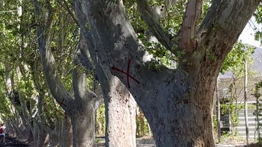 Vecinos de Zonda denuncian la falta de riego del arbolado y Ambiente apunta contra el intendente