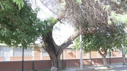 El algarrobo blanco bicentenario