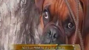 Para un reconocido veterinario la crianza es fundamental