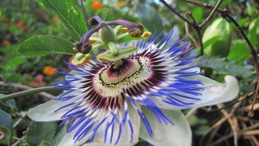 Plantas nativas: ¿por qué cultivarlas en tu jardín?