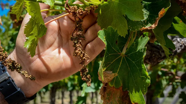 Por las heladas tardías San Juan recibirá 200 millones de Nación