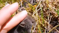 La influenciar acarició al ratón que transmite el hantavirus y luego lo colocó en la palma de su mano. La influenciar acarició al ratón que transmite el hantavirus y luego lo colocó en la palma de su mano.