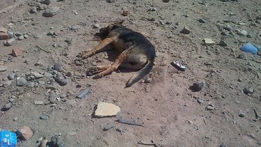 Denuncian matanza de perros en el barrio Arturo Frondizi