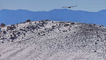 La zona cordillerana de Calingasta está en alerta amarilla por nevadas.