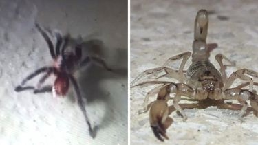 El verano sanjuanino y las alimañas: qué hacer ante la presencia de arañas y escorpiones