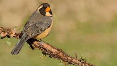El benteveo, en serio riesgo de desaparecer