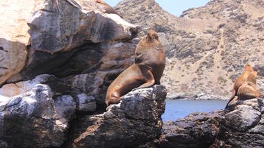 La isla del tesoro, muy cerca de La Serena