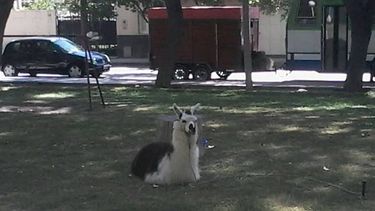 Insólito: Apareció una llama en la plaza de Trinidad