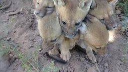 Indignante: venden zorritos por Whats App en Carpintería