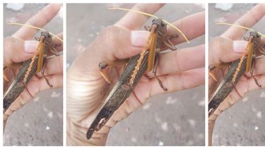 Siguen apareciendo langostas gigantes en la provincia