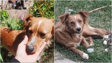 Pareja busca a su perra en San Juan: se perdió en una mudanza