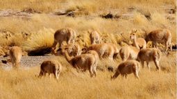 Reserva San Guillermo: Ya colocaron las cámaras que mostrarán imágenes en vivo